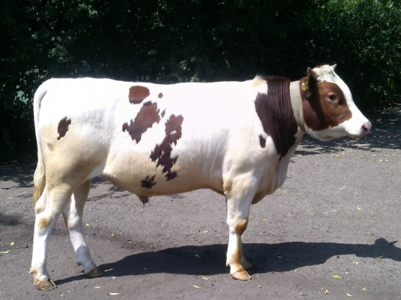 ТАЙСОН 23602 КСКП-183